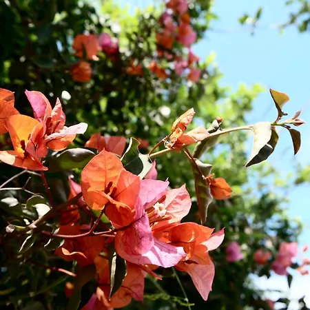 Via Dona Ana לאגוּ‏ש